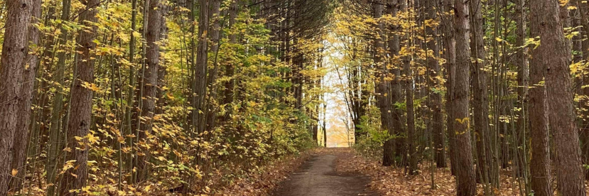 A walking trail in the forest