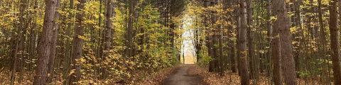A walking trail in the forest